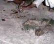 rabit hunting 2