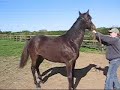 Horse fun extended