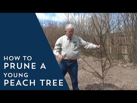 how to prune a peach tree