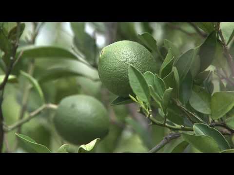 how to cure citrus canker