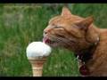 ZM - ice cream (DEMO)
