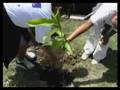 Reforestación y jardinización del municipio