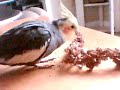 Bobby the cockateil