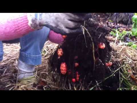 how to harvest oca