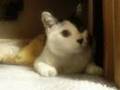明日があるにゃん 猫 猫動画 にゃんこ CAT