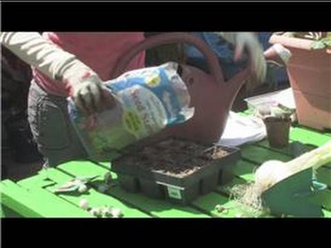 how to transplant onions grown from seed