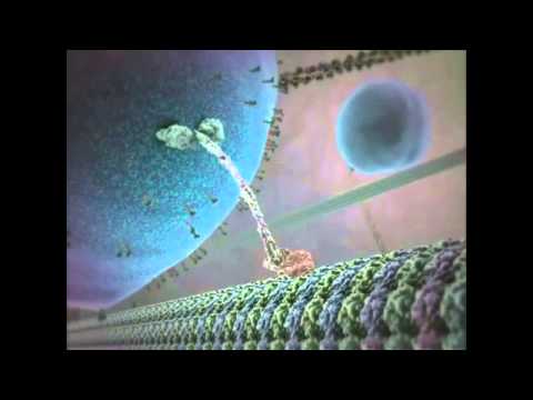 Жизнь клетки Inner Life Of A Cell – Full Version Русская озвучка