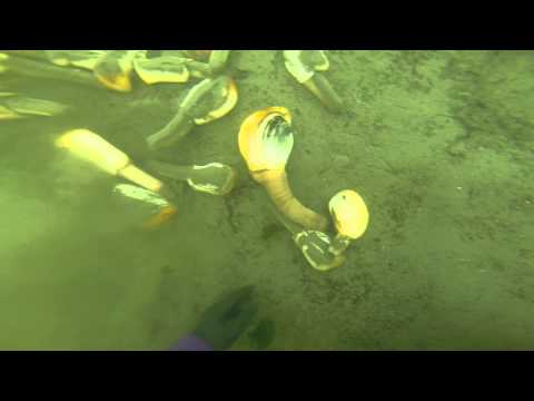 how to harvest geoduck