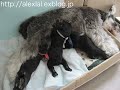 パピタンズの力強い授乳タイム