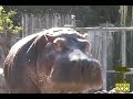 stomp and chomp   hippos