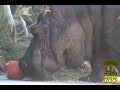 Stomp and Chomp - Hippos