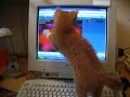 Katten en Computers Katten en Computers
