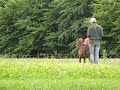 Saros lange lijnen Welp 2