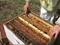 10 - Removing Queen Cells from Cell-Builder Hives 10 - Removing Queen Cells from Cell-Builder Hives