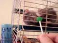 videos de rat lolipop