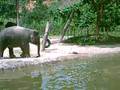 Sabah's Elephant
