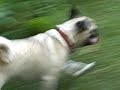 pug please