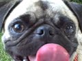 pug please