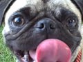 pug please