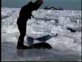 Seal Massacre in Canada