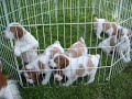 SharpTail Brittany\ SharpTail Brittany\