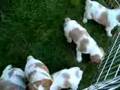 SharpTail Brittany's Puppies at 6 weeks old