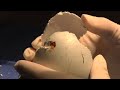 California Condor Hatched With Help From Zoo Staff