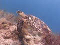 scuba in cancun