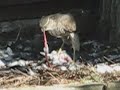 Sparrowhawk Having Lunch Sparrowhawk Having Lunch