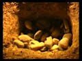 Le lait miraculeux de la vierge - devozioni I