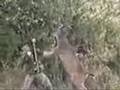 Deer attacks a hunter!