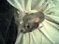 Cute Pet Rats want some Treats