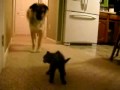 Scared Dog vs. Angry Kitten