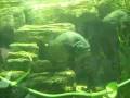 videos de Piranha @ Zoo Bochum