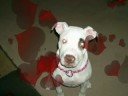 Murdered for being a Pit Bull !!!!!!