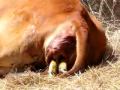 Amber's Birth