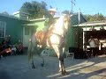 tamborazo- dancing horse