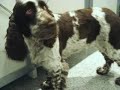 our-english-springer-spanielbessy.html