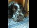 Our English Springer Spaniel,Bessy.