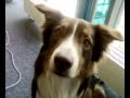 Cute puppy Concho lookin into camera