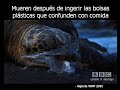 Contaminaci�n por Bolsas de Pl�stico