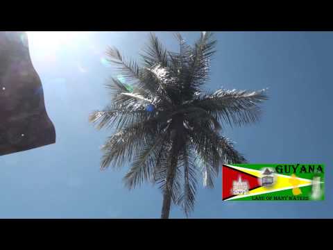 Berbice - Buck Boy climbing coconut tree-Belvedere ,Berbice. Guyana folk songs.