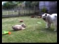 Zen and Lola playing
