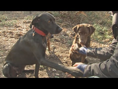 Hundefutter Test - 30 Nassfutter | Stiftung Warent ...