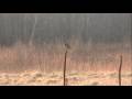 Panasonic SDR-S26 Video Test