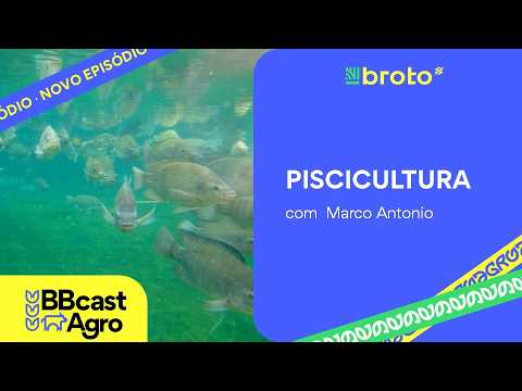 Piscicultura: tilápia, exportações e mercado externo | BBCast Agro – 30/09/2026