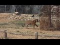A Visit to the Tiger Temple (Thailand)