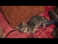 Cutest Kitten Ever Adorable Sweet Sleepy
