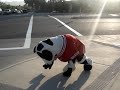The COW
