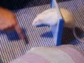 Rat Agility (Mr. Knightley)